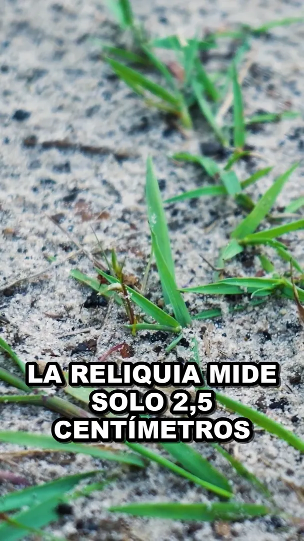 Virgen de Coromoto: la reliquia real mide apenas 2,5 cm